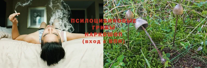 Псилоцибиновые грибы Magic Shrooms  Кола 